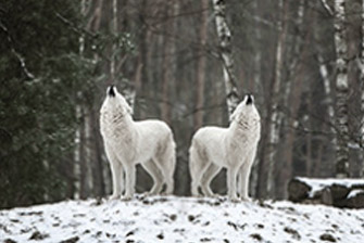 New adjustable pupil distance head-mounted night vision device