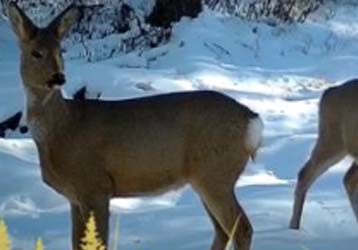 Customized Wild Hunting Range Finders: The Ultimate Hunting Companion