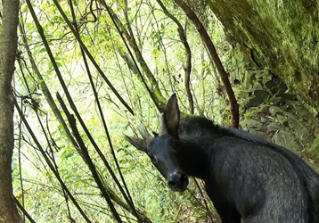 Resembling a unicorn! The Chinese serow appeared in Baoshan, Yunnan
