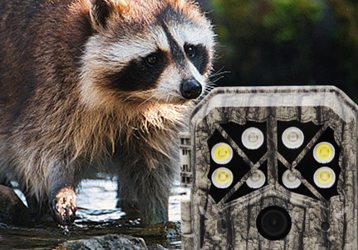 Rare white muntjac discovered in Hubei Badong: called "auspicious beast" in ancient times