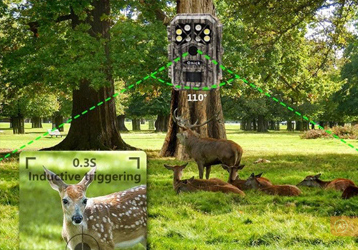 4G infrared camera captured the national second-class key protected animal "leopard cat" in Damingshan Nature Reserve