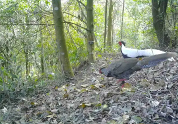 Convenient 4G infrared camera