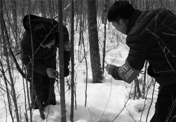 Silently defending the Northeast tigers and leopards, paying tribute to the guardians of the mountains and forests!