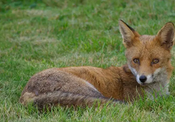 Infrared trigger camera settings and applications: Uncover the secrets of capturing wonderful moments