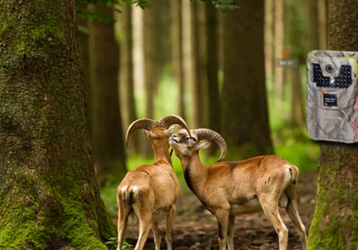 The auxiliary effect of onick AM-999G infrared camera in wildlife survey and research