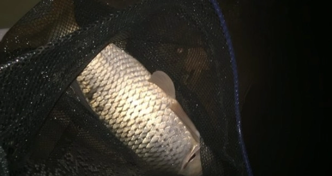 Full-color night vision device helps you fish at night and get a lot of rewards Full-color night vision device helps you fish at night and get a lot of rewards