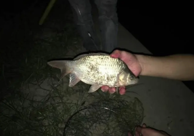 Full-color night vision device helps you fish at night and get a lot of rewards Full-color night vision device helps you fish at night and get a lot of rewards