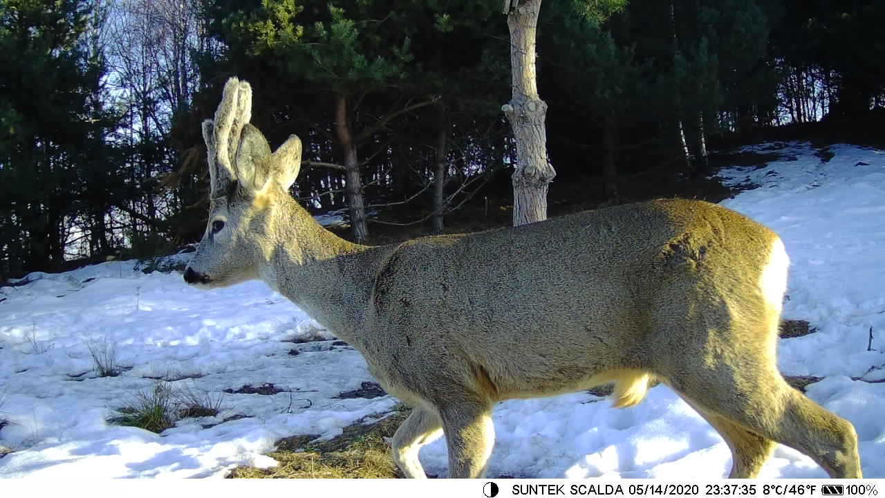 Trail Cameras,Thermal imaging camera,infrared camera,Hunting camera
