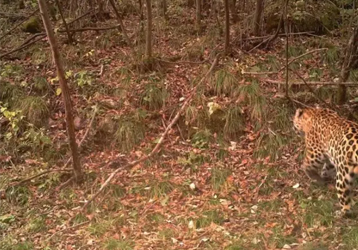 The appearance of the golden leopard was captured by the infrared camera installed by the staff of the ecological forest farm