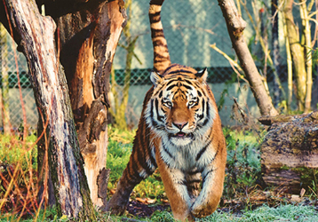 What scenarios are hunting infrared trigger cameras suitable for?