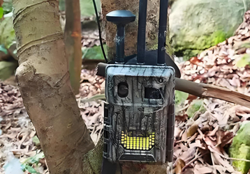 Wildness of Qilian Mountains: Infrared cameras record brown bears' foraging journey