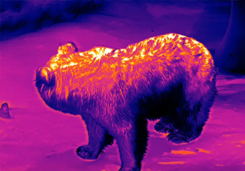 Thermal Imager vs. Night Vision Device: Which is Better for You?