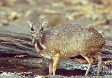 Infrared Camera Monitoring System User Guide