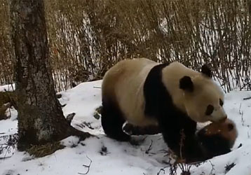 Infrared camera captured a wild giant panda carrying a pink cub in its mouth as it walks through the forest