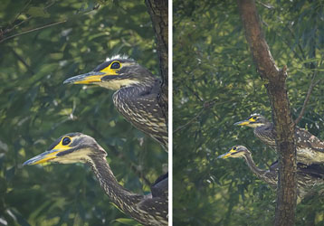 Good news! Bird videos captured by onick infrared camera were featured on CCTV News!