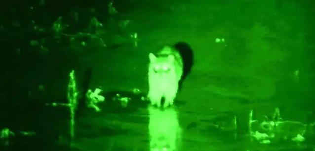 Night Vision and Thermal Scopes,night vision telescope,night vision glasses,night vision scope