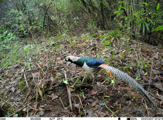 Installation recommendations for infrared-triggered cameras used in wildlife monitoring(pic2) image.png