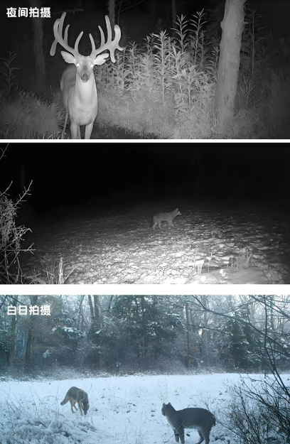 How to use infrared sensors to detect wildlife and trigger your camera